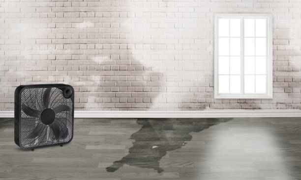 Best Water damage cleanup near me  in Mclean, TX