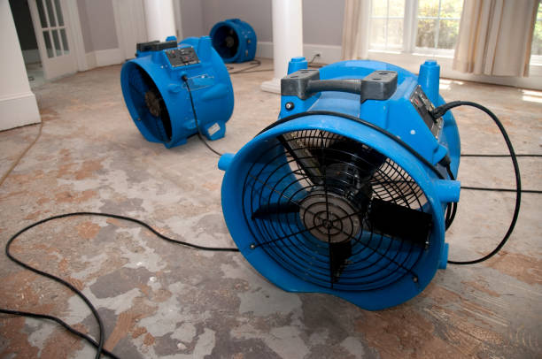 Best Professional water damage repair  in Mclean, TX